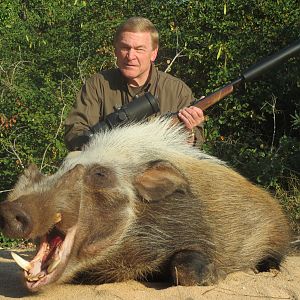 Hunting Bushpig South Africa