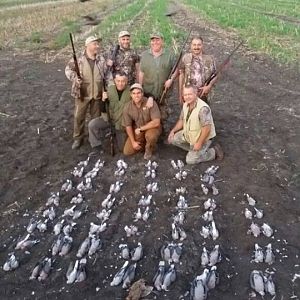 Wing Shooting Dove South Africa