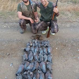 Speckled Pigeon South Africa Wing Shooting