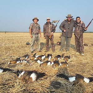 Wing Shooting Geese South Africa