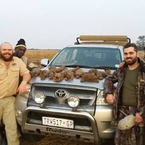 South Africa Spurfowl Wing Shooting