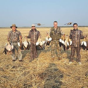 Wing Shooting Geese South Africa