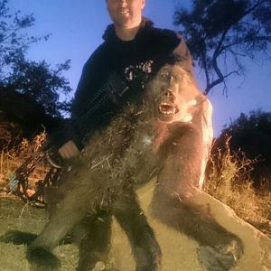 South Africa Baboon Hunt