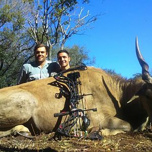 Bow Hunting Eland South Africa