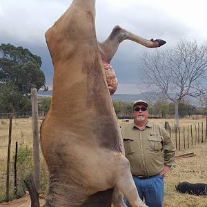 Hunting Eland South Africa