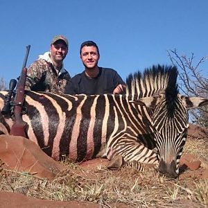 South Africa Burchell's Plain Zebra Hunt