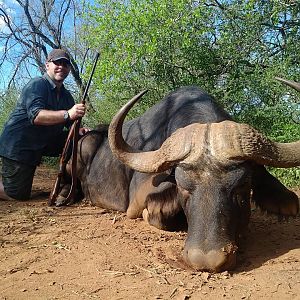 Cape Buffalo South Africa Hunt