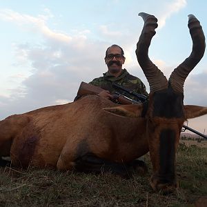 Red Hartebeest Hunting in South Africa