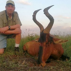 Red Hartebeest Hunting in South Africa