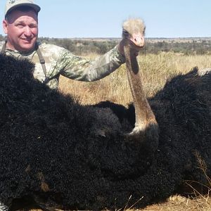 South Africa Hunting Ostrich