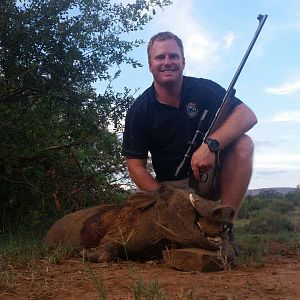 Cull Hunting Warthog in South Africa