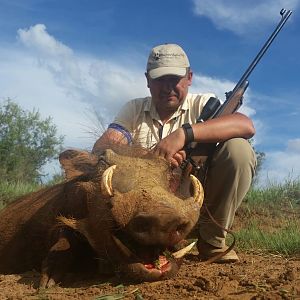 Cull Hunting Warthog in South Africa