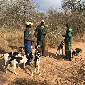 Leopard Hunt Zimbabwe