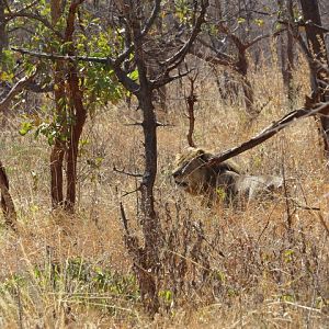 Tanzania Lion