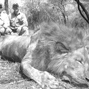 Hunting Tanzania Lion