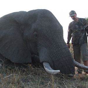 Bow Hunting Elephant