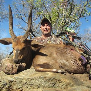 Bow Hunting Bushbuck