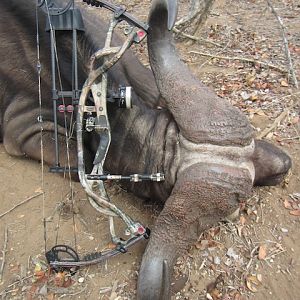 Bow Hunting Buffalo