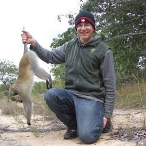 Vervet Monkey Hunt