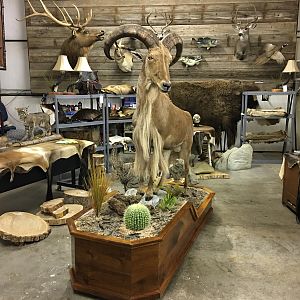 Taxidermy Aoudad Full Mount