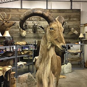 Full Mount Taxidermy Aoudad