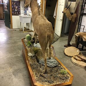 Taxidermy Full Mount Aoudad