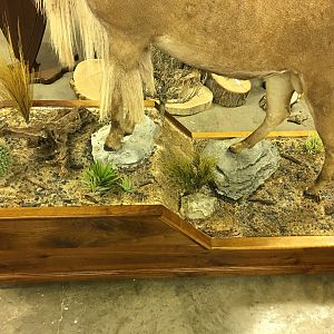 Full Mount Aoudad  Taxidermy