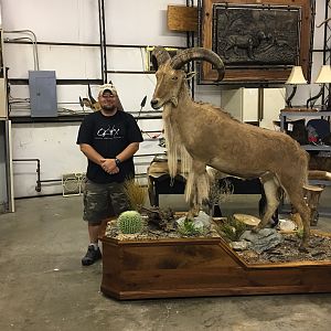 Aoudad Taxidermy Full Mount