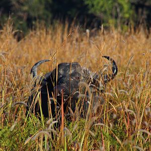 Cape Buffalo Zambia