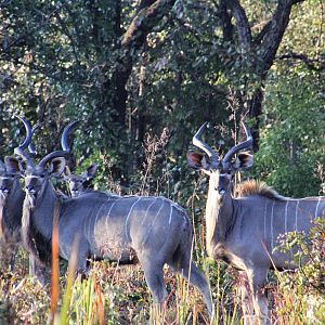 Kudu Zambia