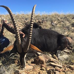 Hunting South Africa Sable Antelope