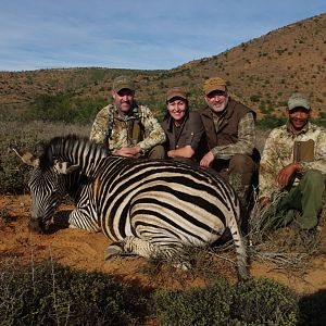 South Africa Burchell's Plain Zebra Hunt