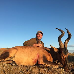 Red Hartebeest Hunting in South Africa