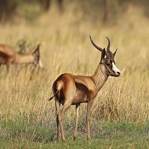 South Africa Copper Springbok