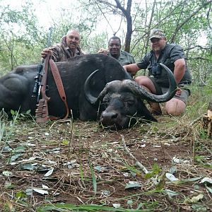 Cape Buffalo South Africa Hunt