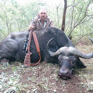 Cape Buffalo South Africa Hunt