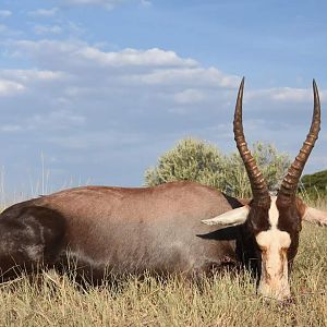 South Africa Blesbok Hunt