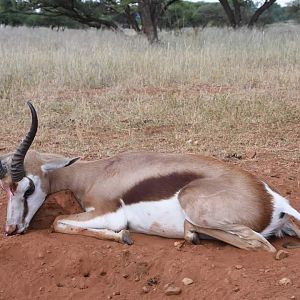 Springbok Hunt South Africa