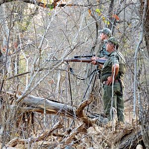 Cape Buffalo Zimbabwe Hunt