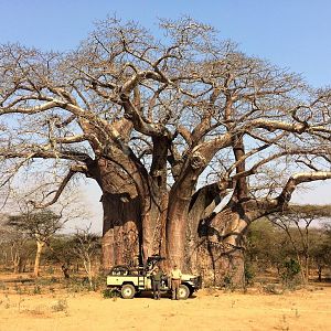 Baobab Tree Zimbabwe