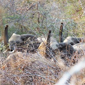 Elephants Zimbabwe