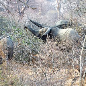 Elephants Zimbabwe