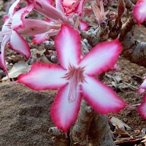 Beautiful plant life of Zimbabwe