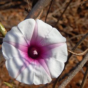 Beautiful plant life of Zimbabwe