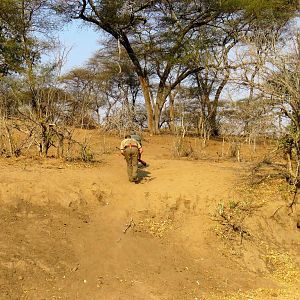 Hunting Giraffe in Zimbabwe