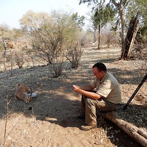 Hunting Zimbabwe Impala