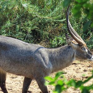 Waterbuck Zimbabwe