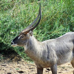 Zimbabwe Waterbuck