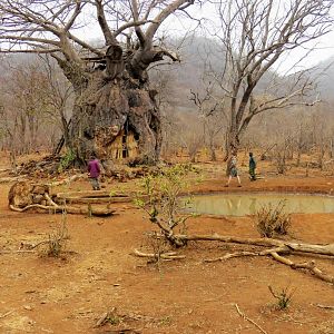 Baobab blind