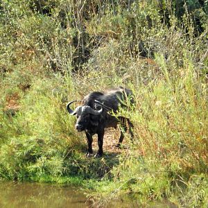 Zimbabwe Cape Buffalo